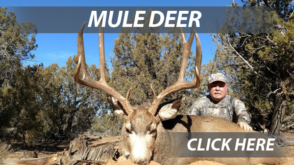 Mule Deer hunts in Arizona