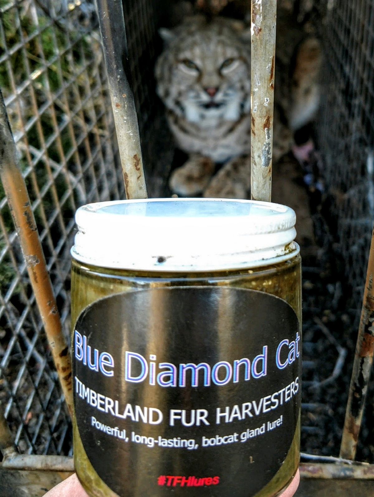 Blue Diamond Cat 4oz