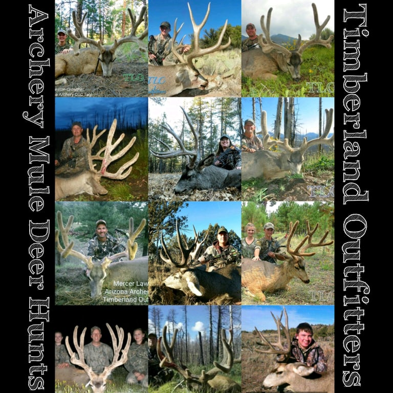 Guaranteed Cow Elk Tag Hunts