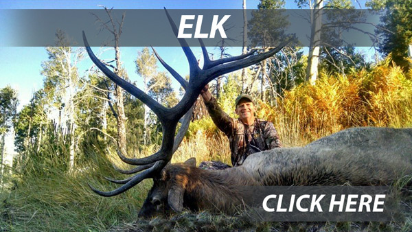 Arizona elk hunting