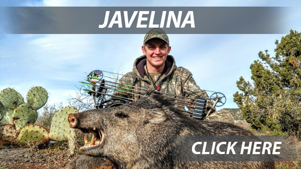 Arizona Javelina Hunts