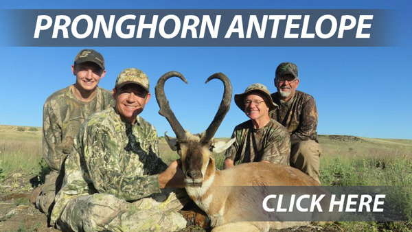 Arizona Pronghorn Antelope hunting