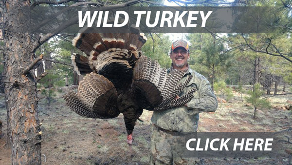 Arizona Turkey Hunting