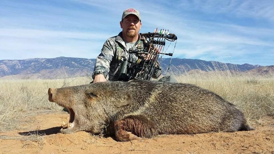 javelina-photos