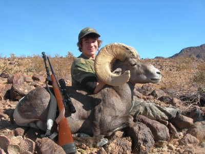 bighorn-sheep